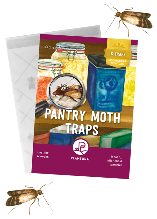 Pantry Moth Traps 6-pack