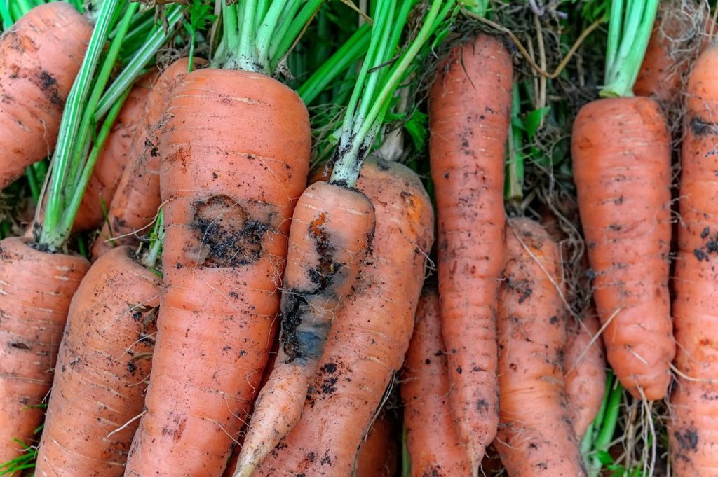 Carrots eaten through by carrot flies