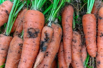 Carrot fly: damage, protection & prevention