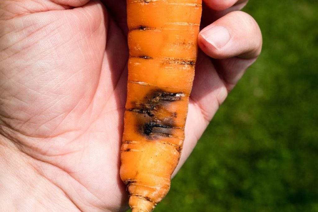 Carrot with brown tunnels from carrot fly larvae