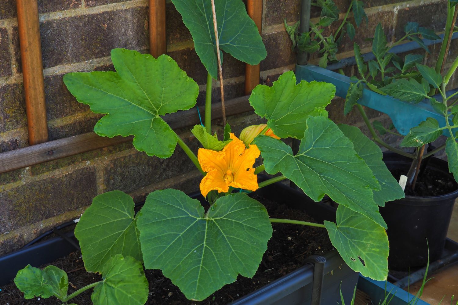 Climbing courgettes varieties and how to grow Plantura