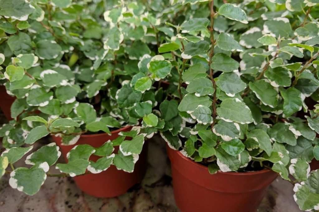 Many potted variegated creeping figs