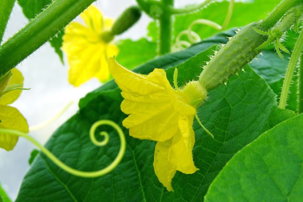 Cucumber flower and small fruit