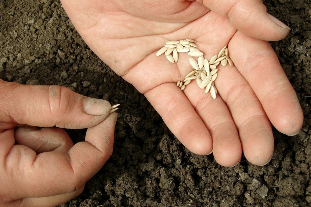 Cucumber seeds in a hand