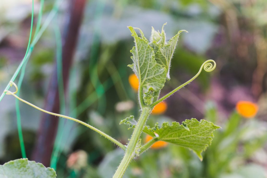Cucumber growing tip and tendril