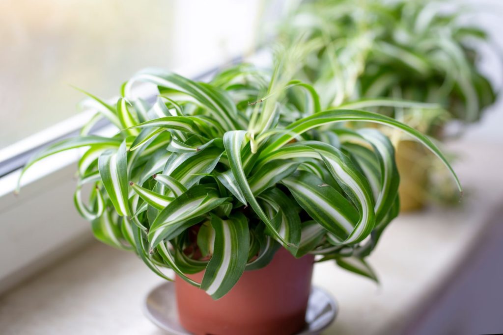 Curly spider plant near window