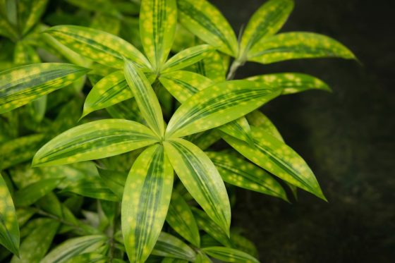 Dracaena surculosa: planting, care & toxicity
