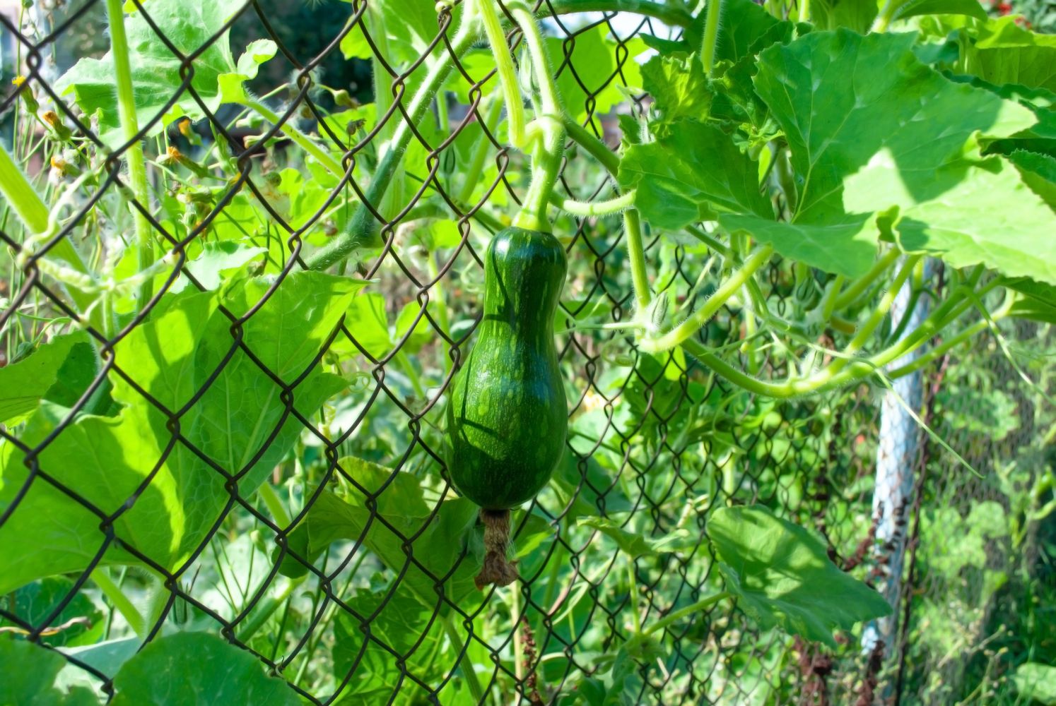 Climbing courgettes varieties and how to grow Plantura