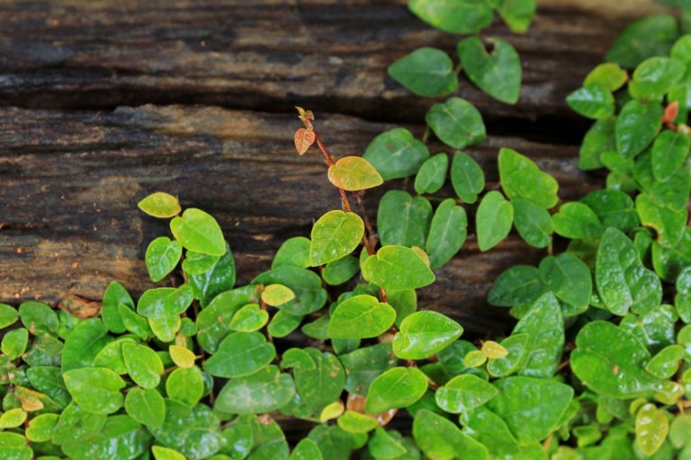 Creeping fig care, propagation & toxicity Plantura
