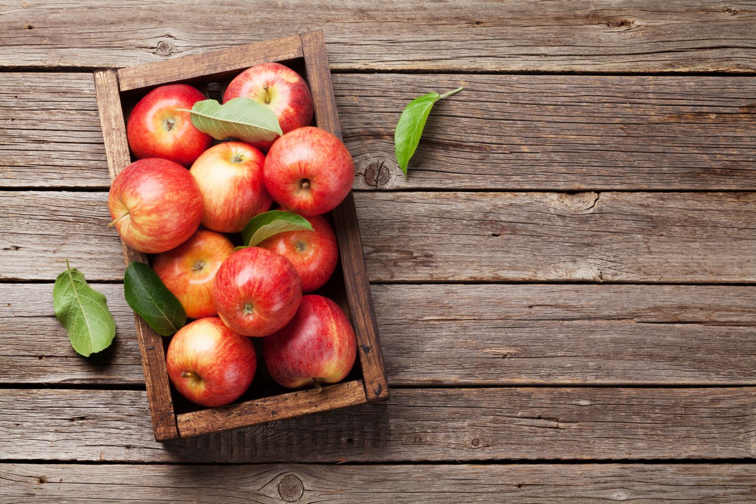 Apple Picking Guide: 7 Tips for Harvesting Apples