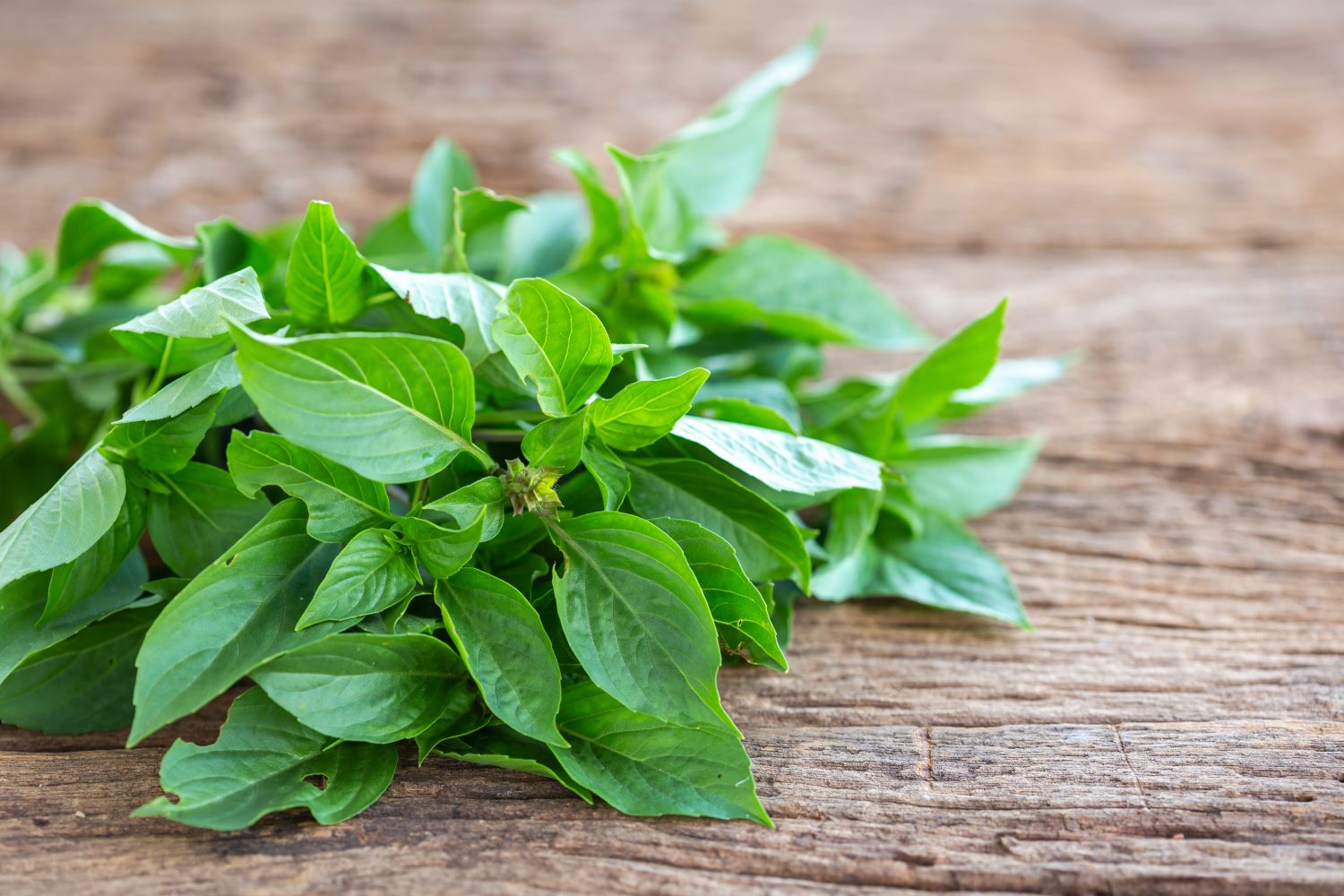 Thai basil plants planting, harvesting & uses Plantura