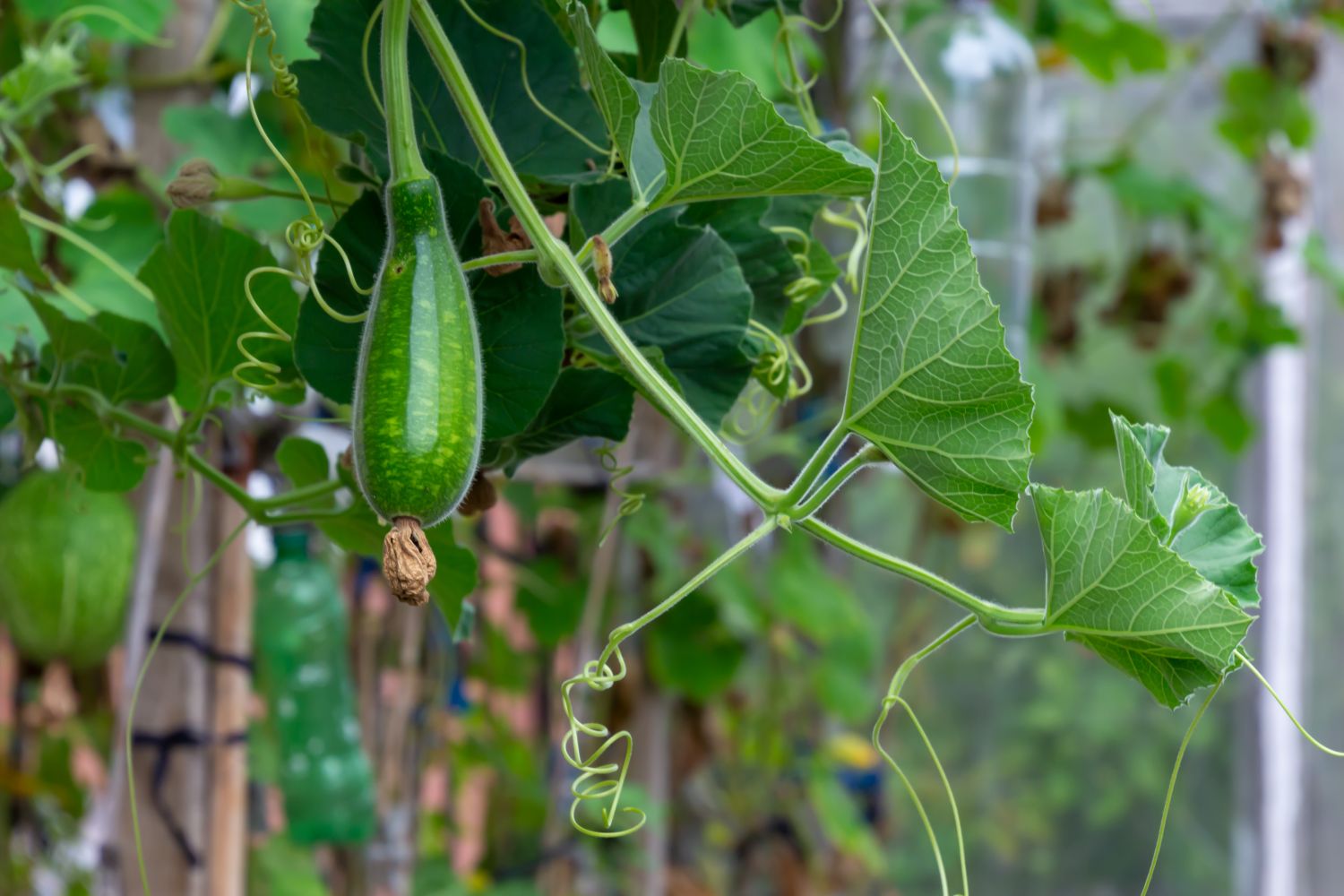 Climbing courgettes varieties and how to grow Plantura