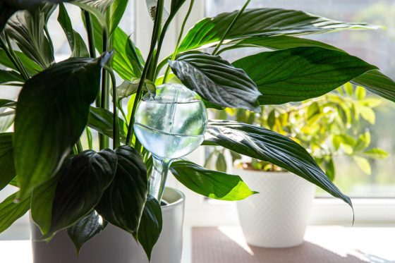 Watering plants while away: tips on keeping your plants alive while on holiday