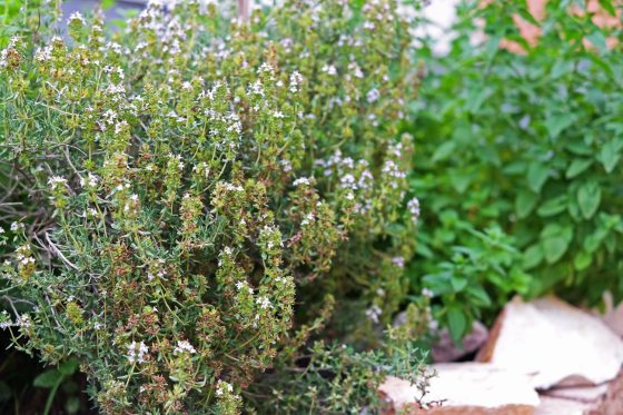 Propagating thyme: cuttings, seeds & division
