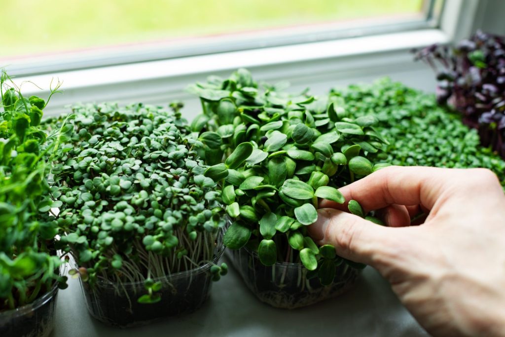 Containers of microgreens growing by window