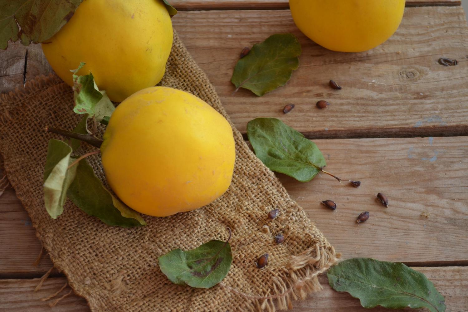 Harvesting & preserving quinces Plantura