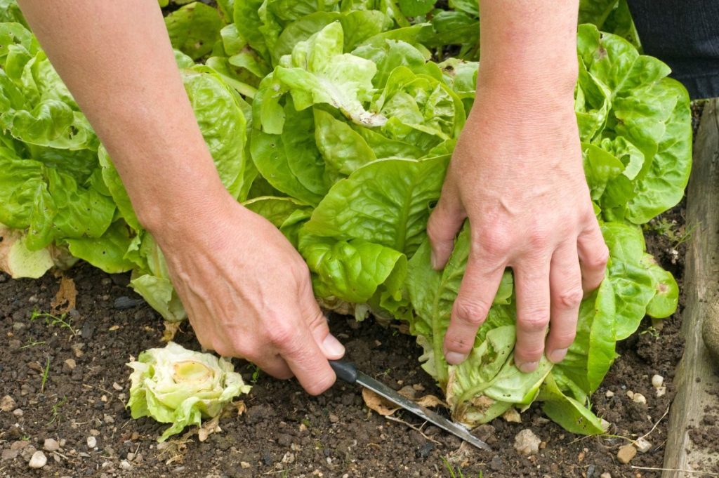Harvesting romaine lettuce with knife
