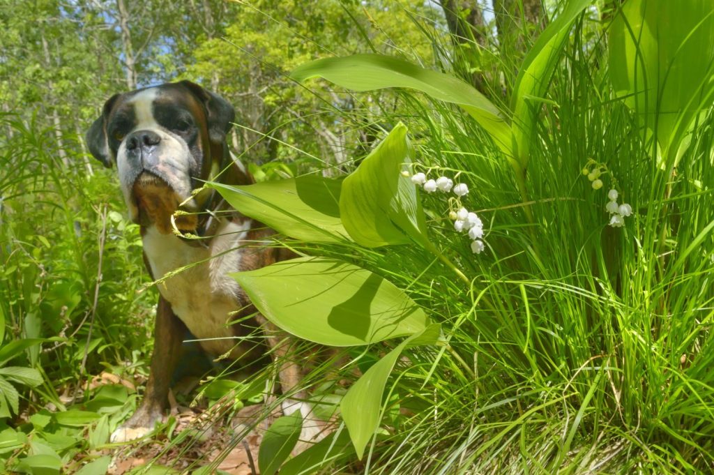Dog sitting near lilies of the valley