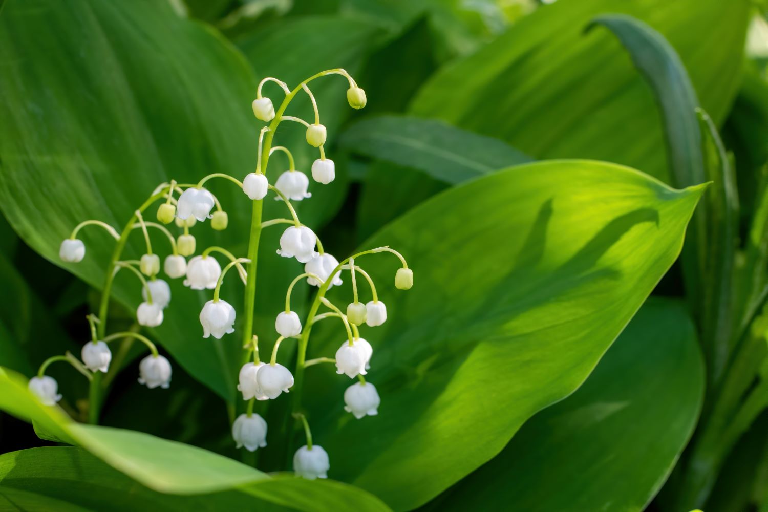 do dogs eat lily of the valley