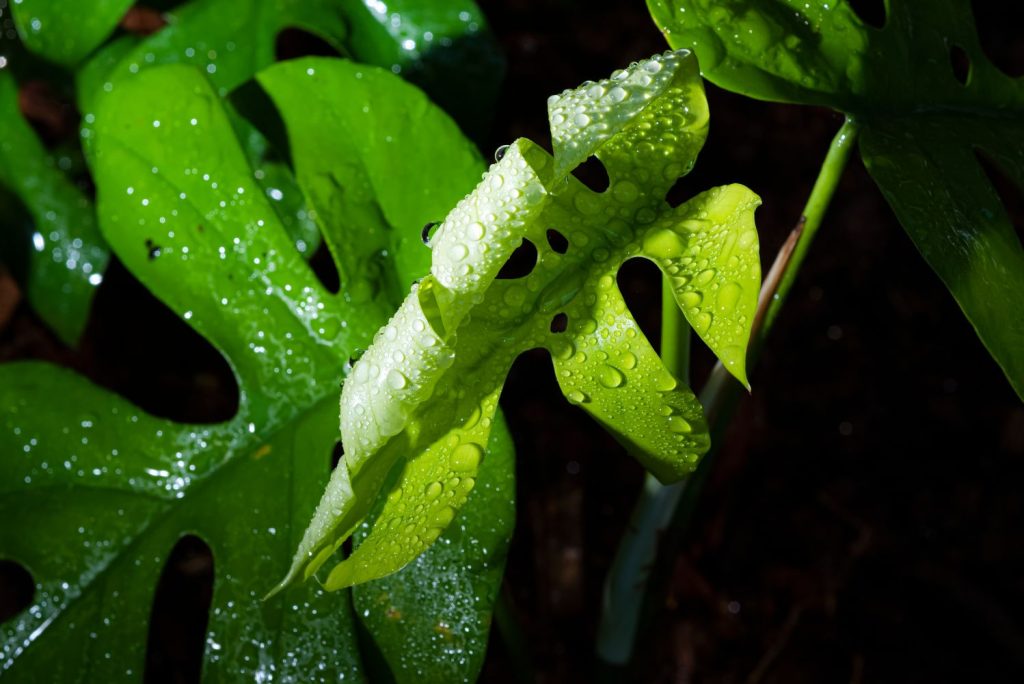 Wet mini monstera leaves
