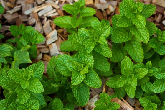 Drying & preserving mint leaves: useful tips - Plantura