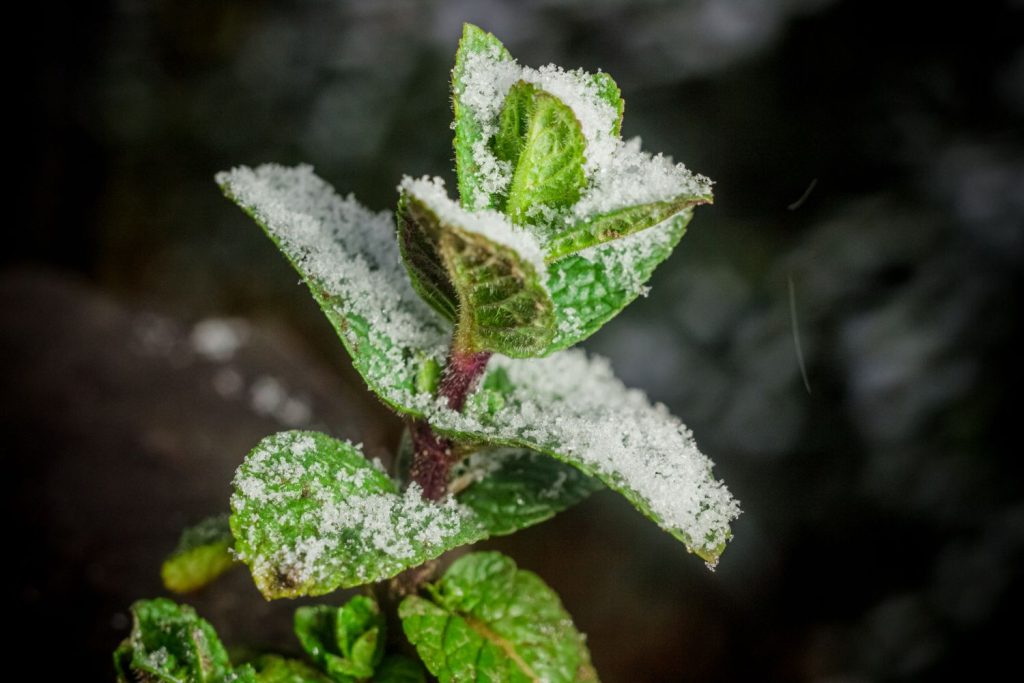 A mint plant in winter