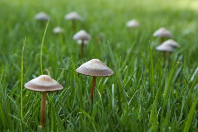 Mushrooms in the lawn: causes, common types & treatment