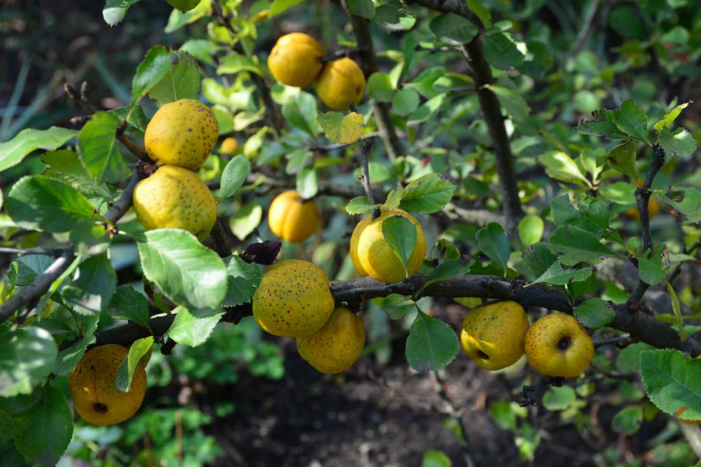 Quince fruit on an ornamental quince tree