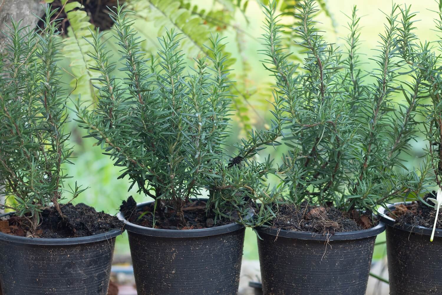 Overwintering potted rosemary plants