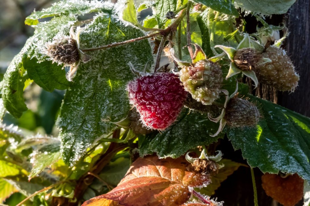 A raspberry plant in winter
