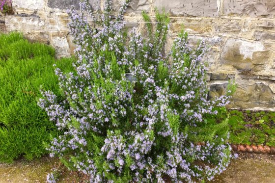Overwintering rosemary: tips for pots & beds