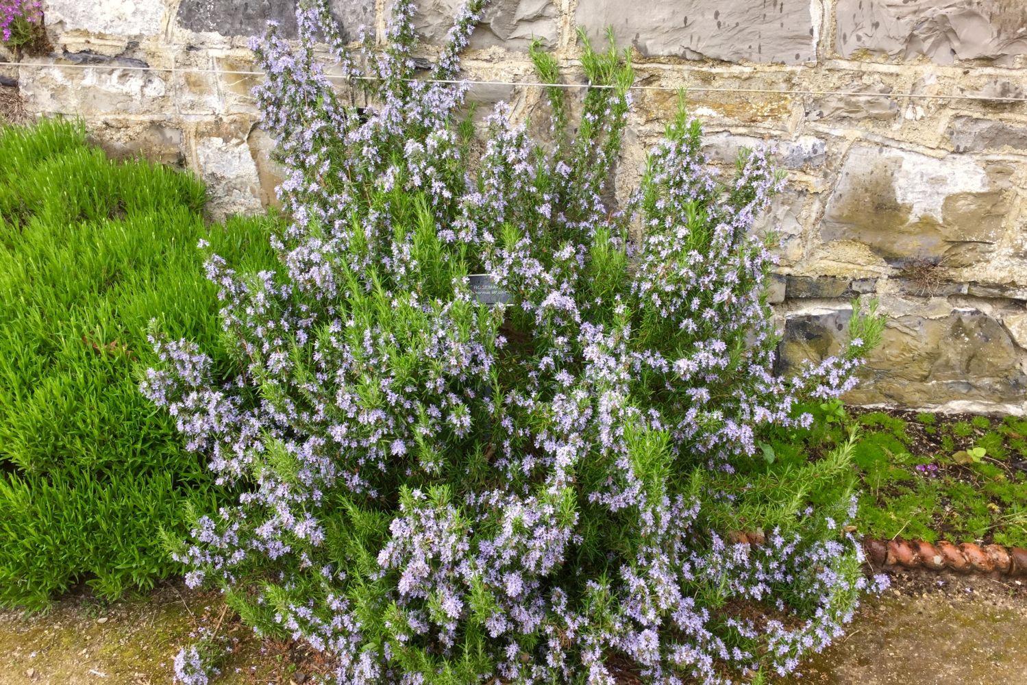 Rosemary bush in front of wall
