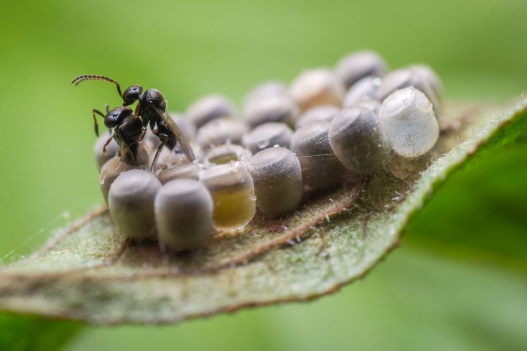 Insect laying eggs inside host