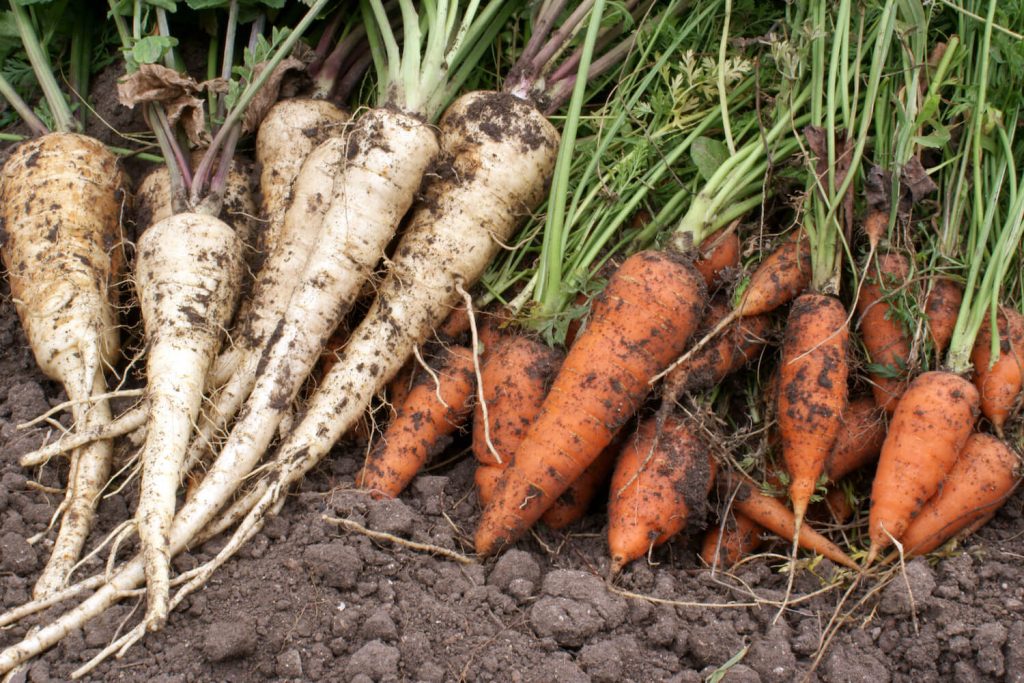 Parsnips and carrots freshly harvested