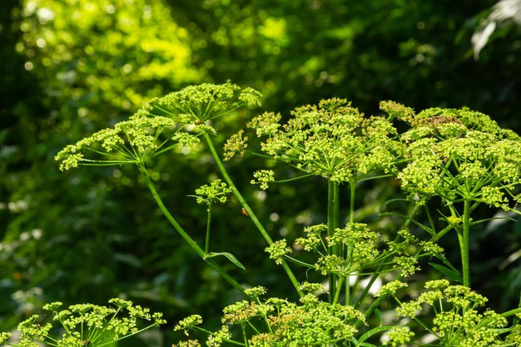 A parsnip plant in bloom