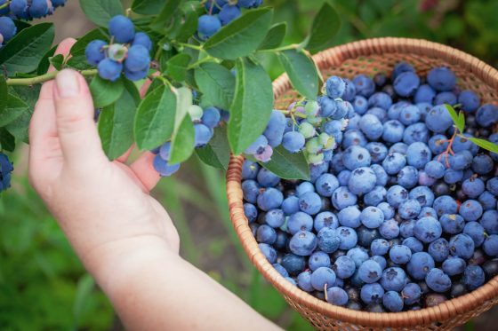 Picking blueberries: when to pick, storage tips & health benefits