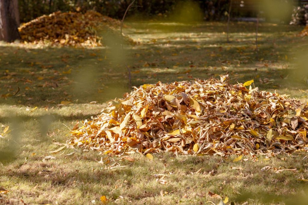 Raked-up piles of leaves