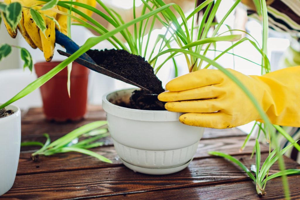 Person planting spider plant in pot