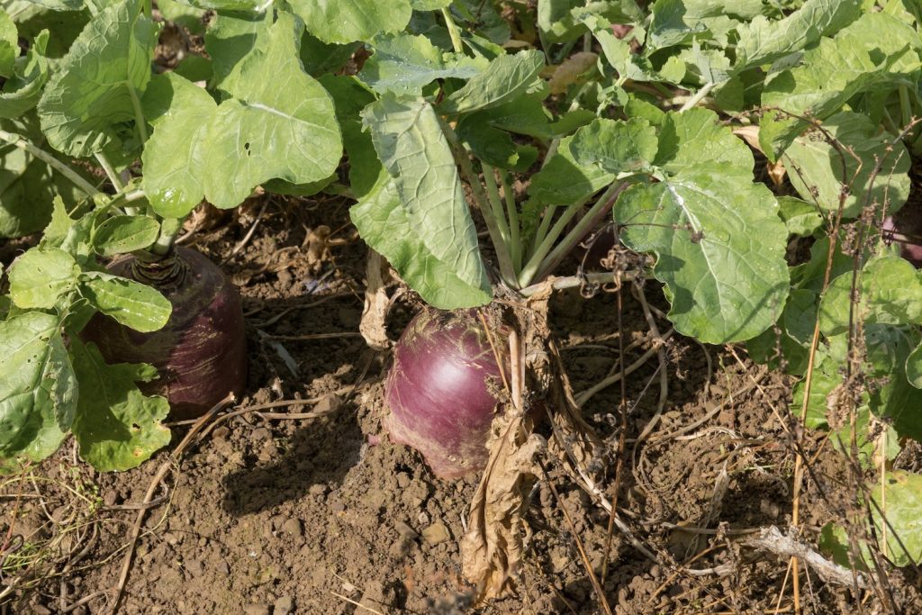 Purple swedes growing in rows