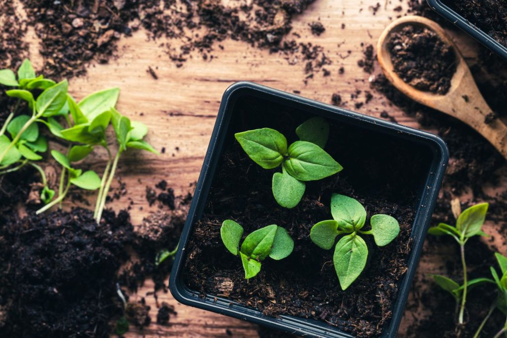 Thai basil seedlings