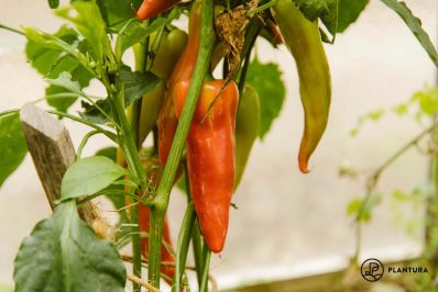 Sweet pointed peppers: profile, varieties & cultivation