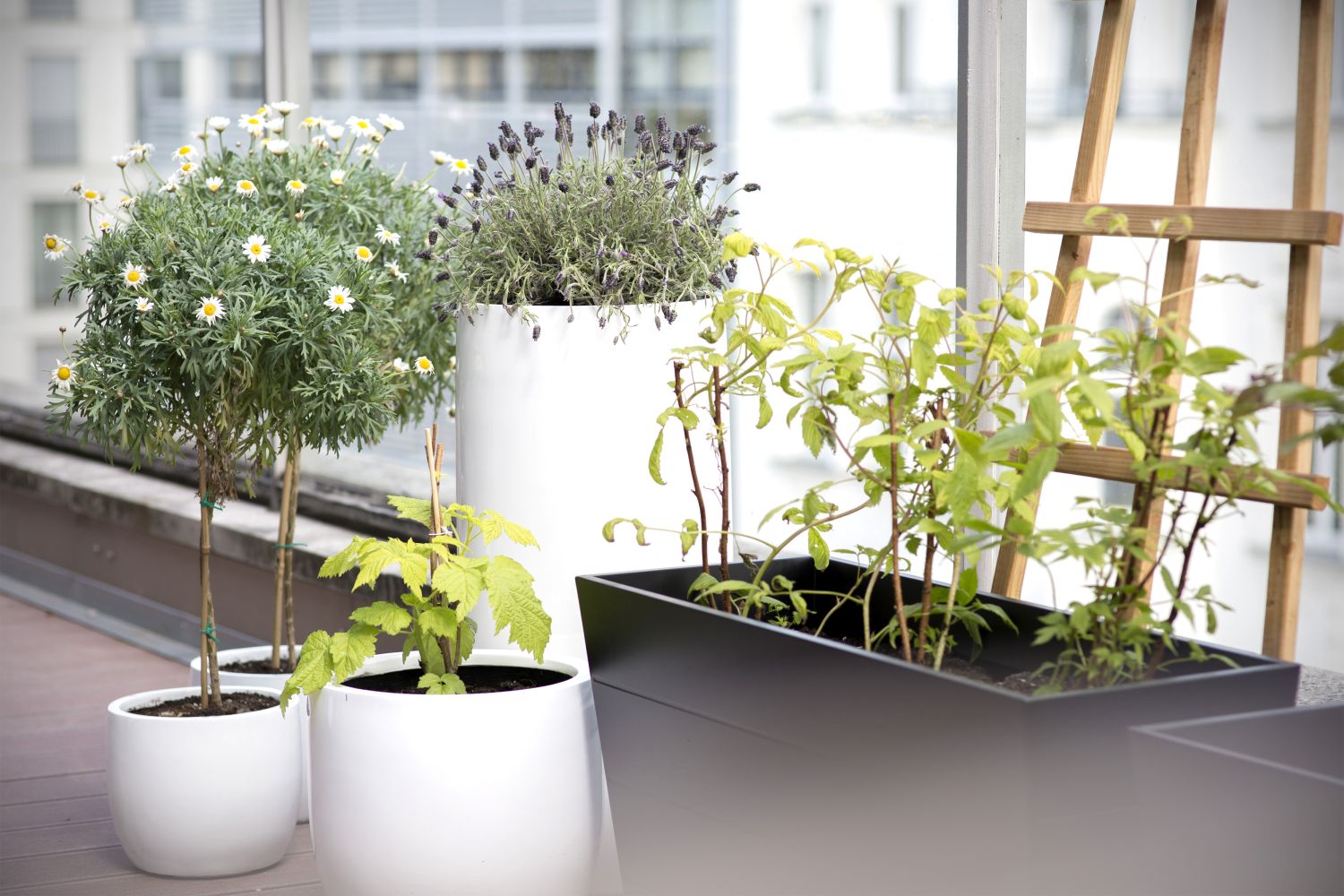 Growing raspberries in pots how to & care guide Plantura