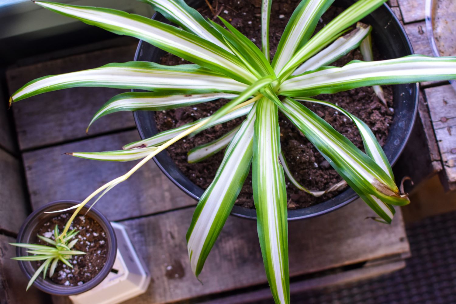 Mother and baby spider plants