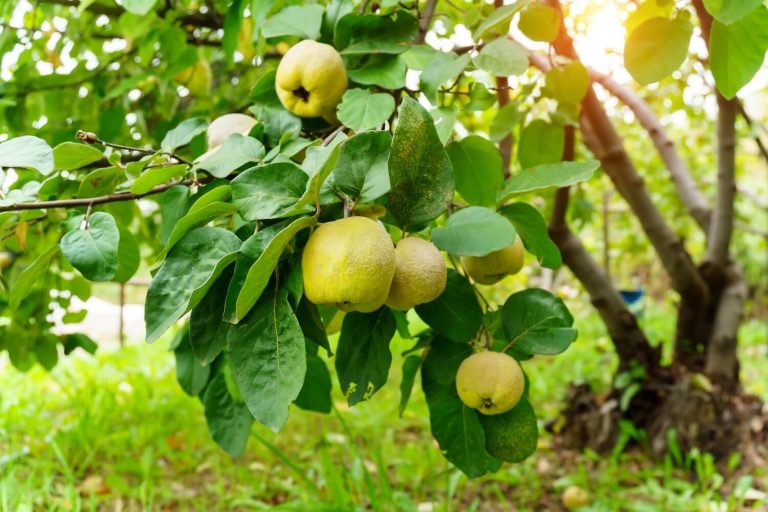 Quince Problems Quinces: planting, care & diseases - Plantura