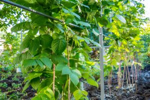How To Support Raspberry Canes Raspberry trellis: how to build your own - Plantura