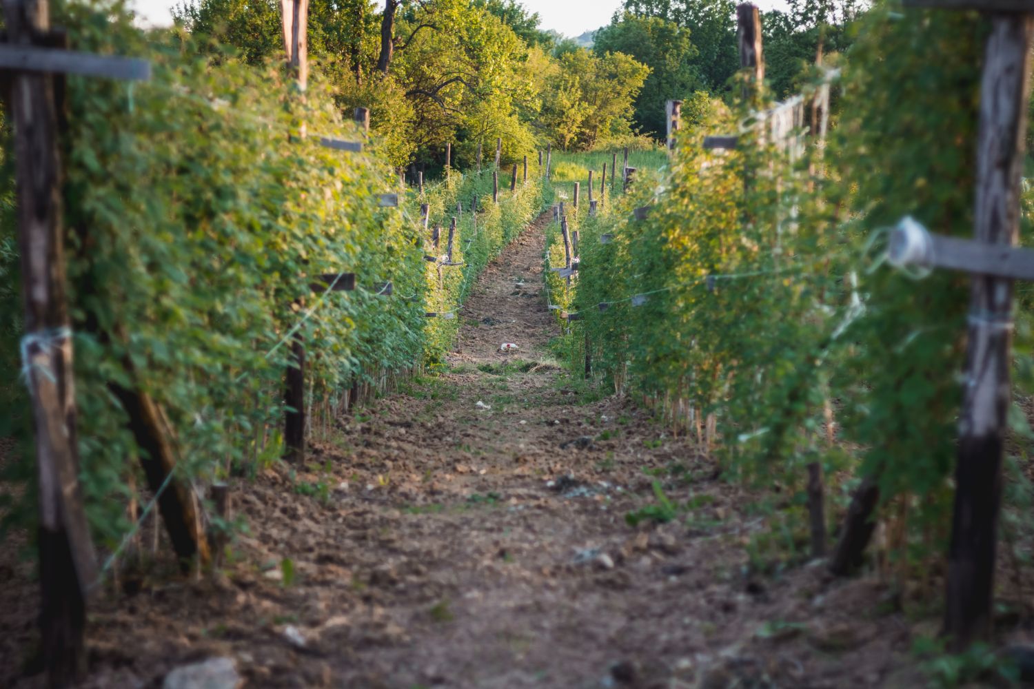 Raspberry trellis how to build your own Plantura
