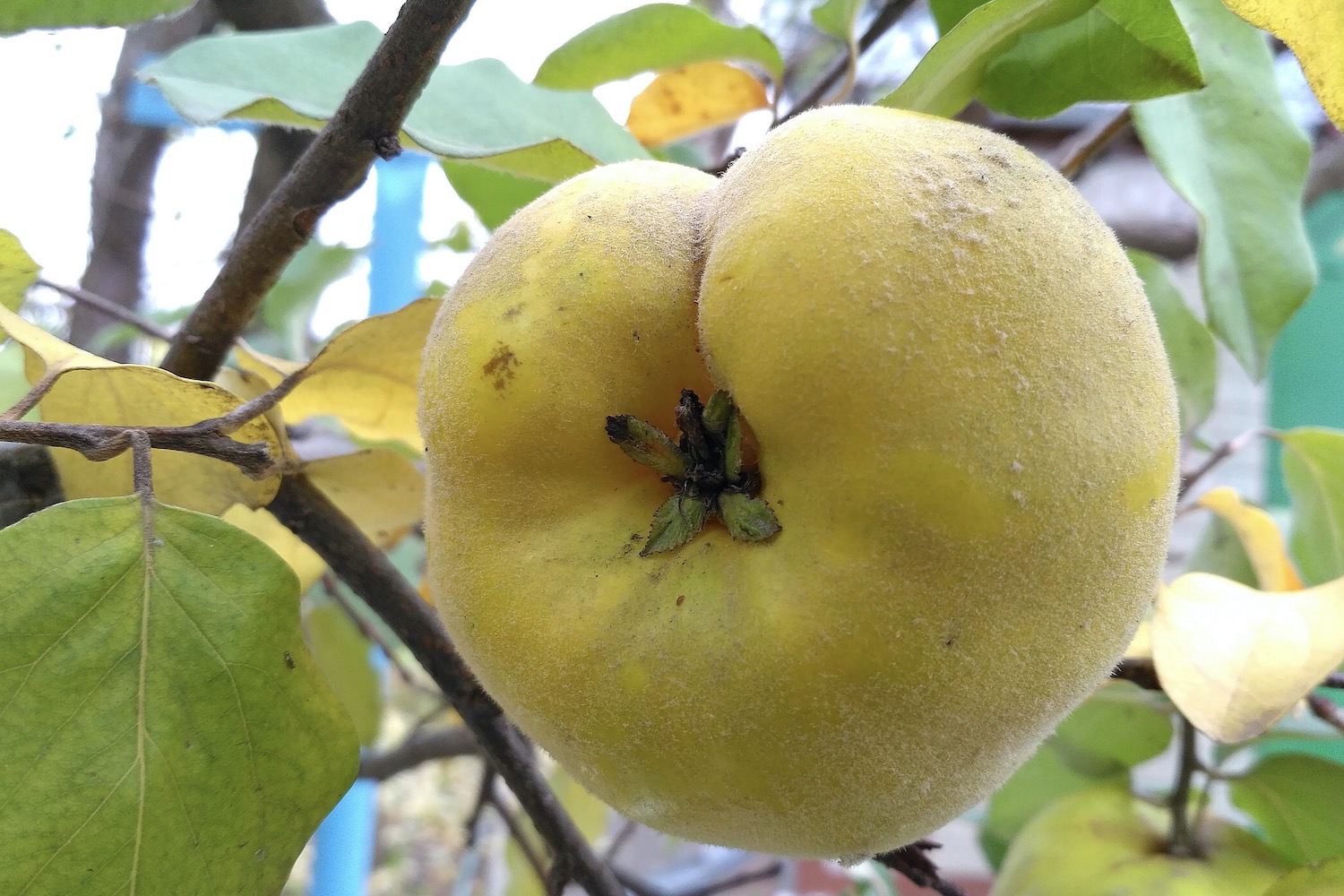 Quinces planting, care & diseases Plantura