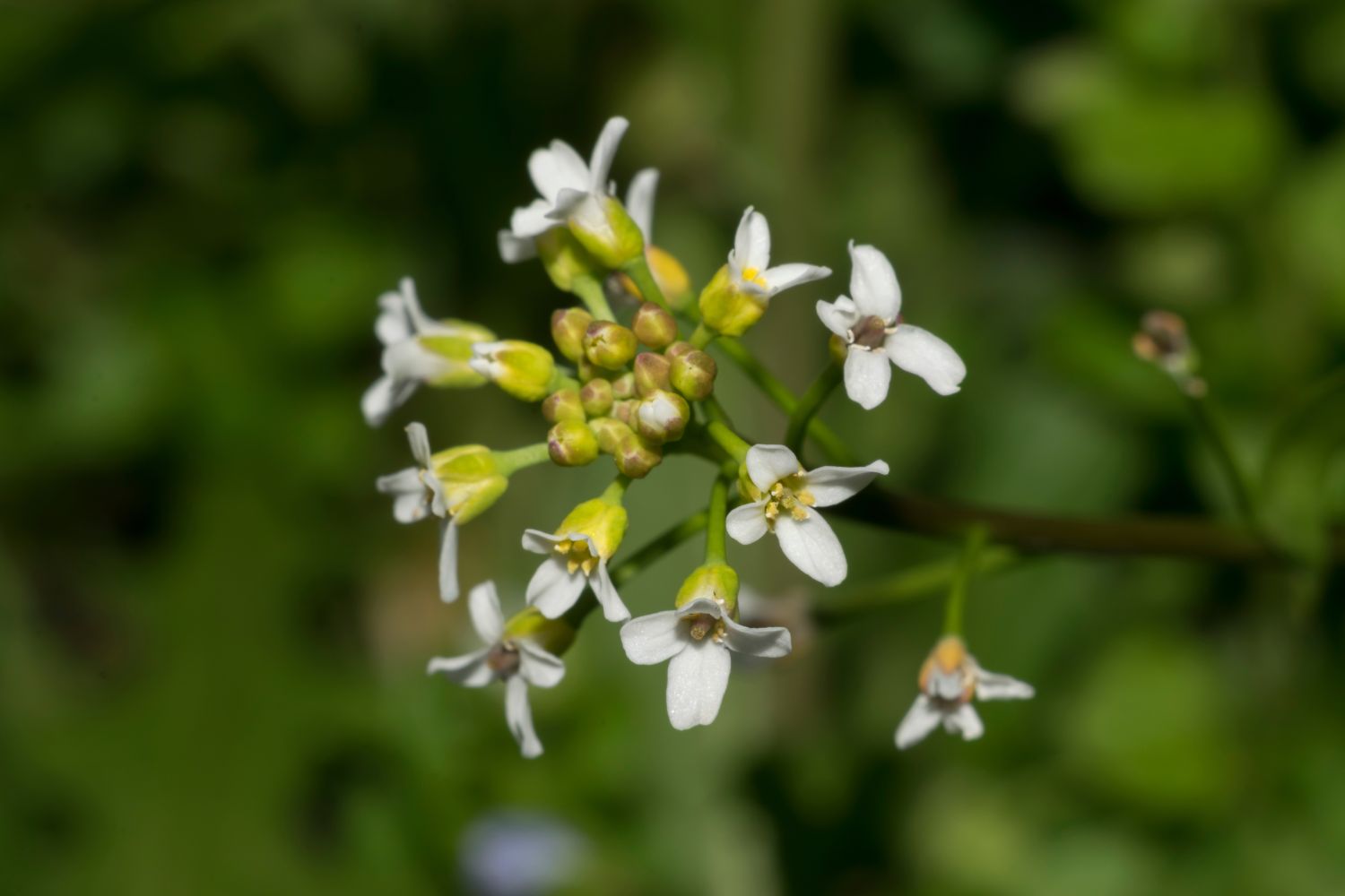 Shepherd's purse: growing, uses & lookalikes - Plantura