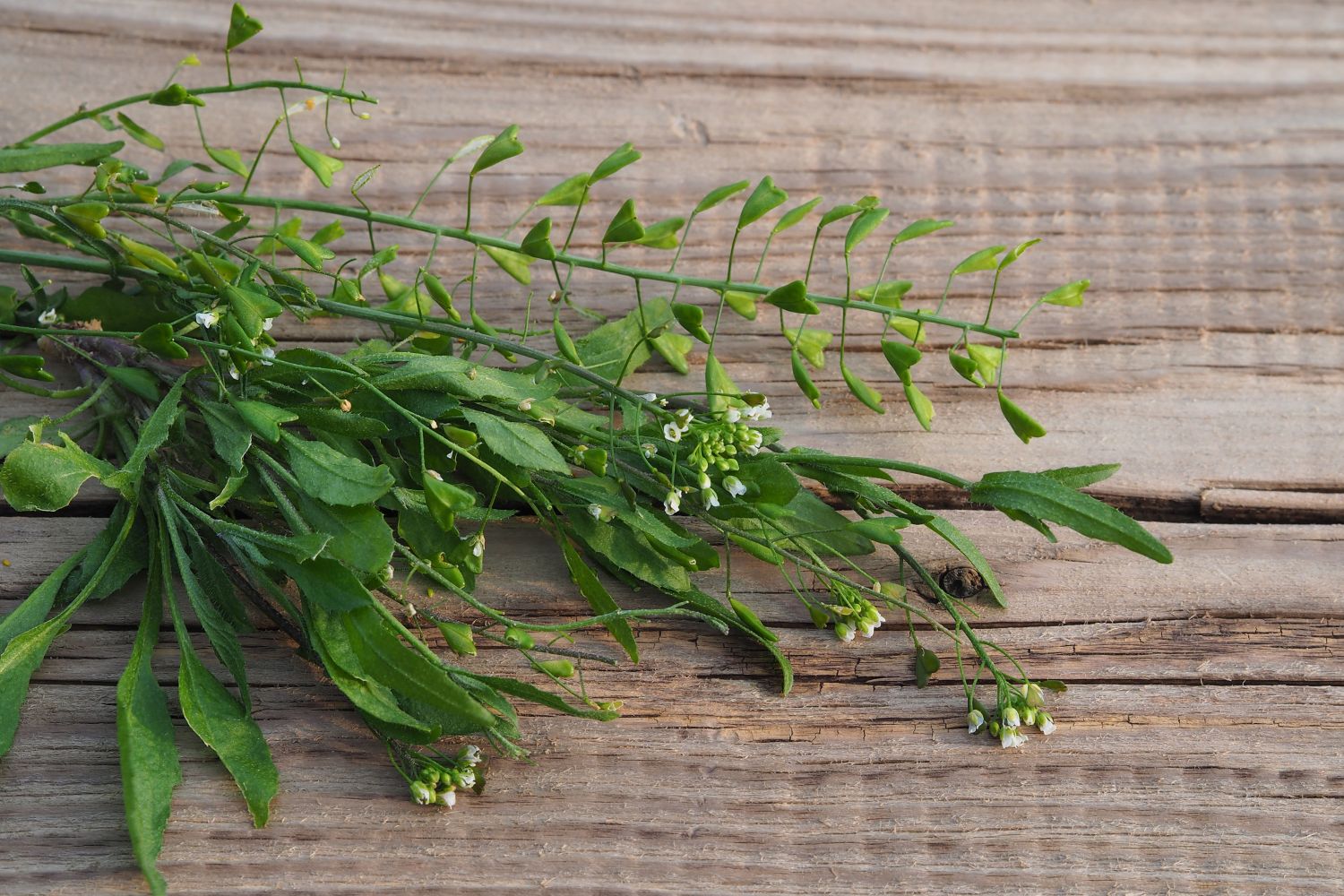 Shepherd's purse growing, uses & lookalikes Plantura