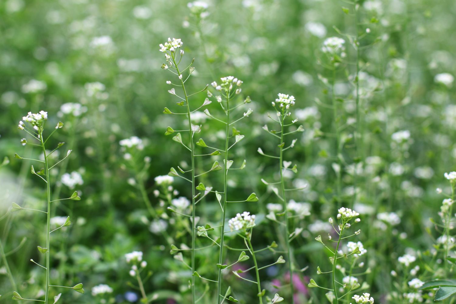 SHEPHERD'S PURSE (Capsella bursa-pastoris) – Natural Herbs